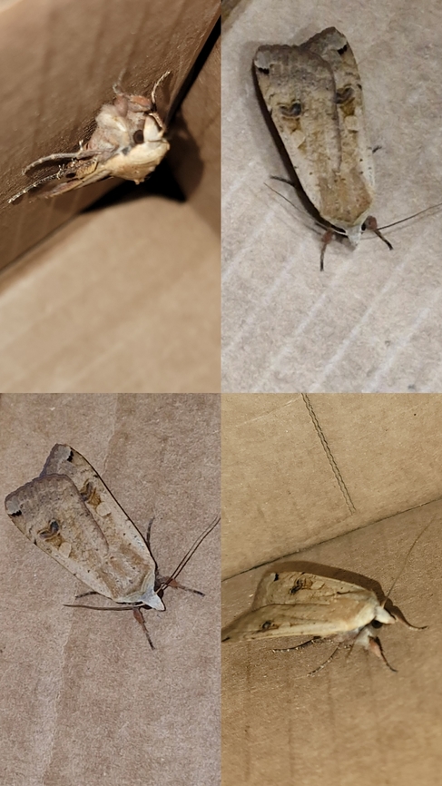 Sometimes bugs find me.  Geotagged,Large yellow underwing,Noctua pronuba,Owlet moth,United States