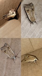 Sometimes bugs find me.  Geotagged,Large yellow underwing,Noctua pronuba,Owlet moth,United States