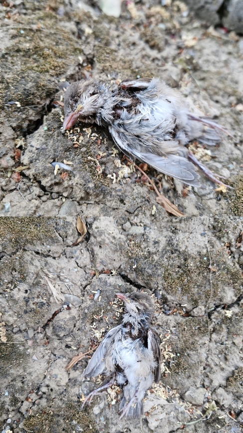 I wonder if the cat did that This is a junco. I think female due its pale plumage. Apparently, there are a few subspecies of junco.  The most common is the Oregon version.  They have more brown. Although, with some plumage missing, it's hard to tell. <br />
The cat that might be responsible is a lousy huntress. I've never seen her catch anything.  Maybe she got lucky. It's in an area she hangs out at. Dark-eyed junco,Geotagged,Immigrant Pavement Ant,Junco hyemalis,Junco hyemalis oreganus,Oregon Junco,Tetramorium immigrans,United States