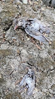 I wonder if the cat did that This is a junco. I think female due its pale plumage. Apparently, there are a few subspecies of junco.  The most common is the Oregon version.  They have more brown. Although, with some plumage missing, it's hard to tell. 
The cat that might be responsible is a lousy huntress. I've never seen her catch anything.  Maybe she got lucky. It's in an area she hangs out at. Dark-eyed junco,Geotagged,Immigrant Pavement Ant,Junco hyemalis,Junco hyemalis oreganus,Oregon Junco,Tetramorium immigrans,United States