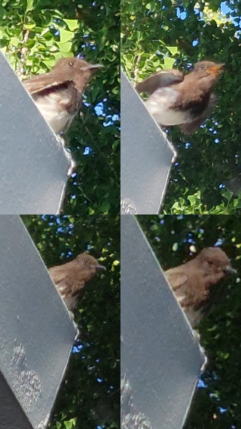 Black phoebe  Black phoebe,Geotagged,Sayornis nigricans,United States,black phoebe