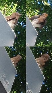 Black phoebe  Black phoebe,Geotagged,Sayornis nigricans,United States,black phoebe