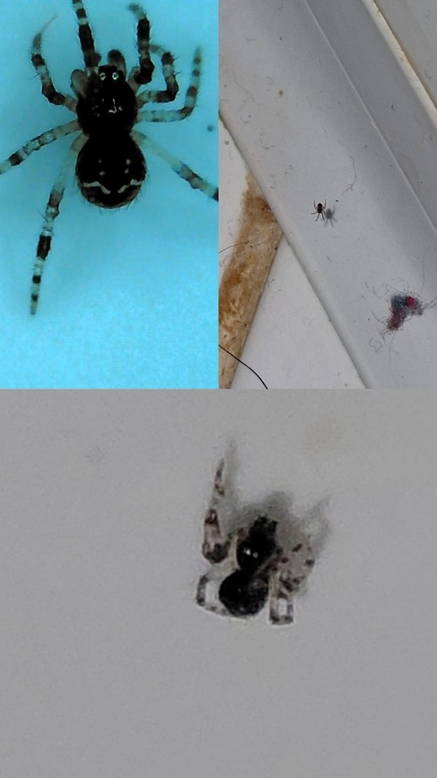 Somebody's watching me. It looks like it has googly eyes. About a millimeters big. Not sure if it's a spiderling.  It was the size of a grain of sand. Barely noticeable.  Cobweb spider,Geotagged,United States,spider