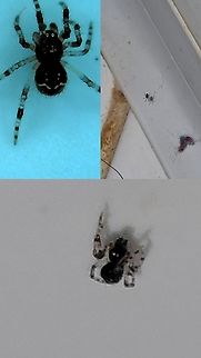 Somebody's watching me. It looks like it has googly eyes. About a millimeters big. Not sure if it's a spiderling.  It was the size of a grain of sand. Barely noticeable.  Cobweb spider,Geotagged,United States,spider