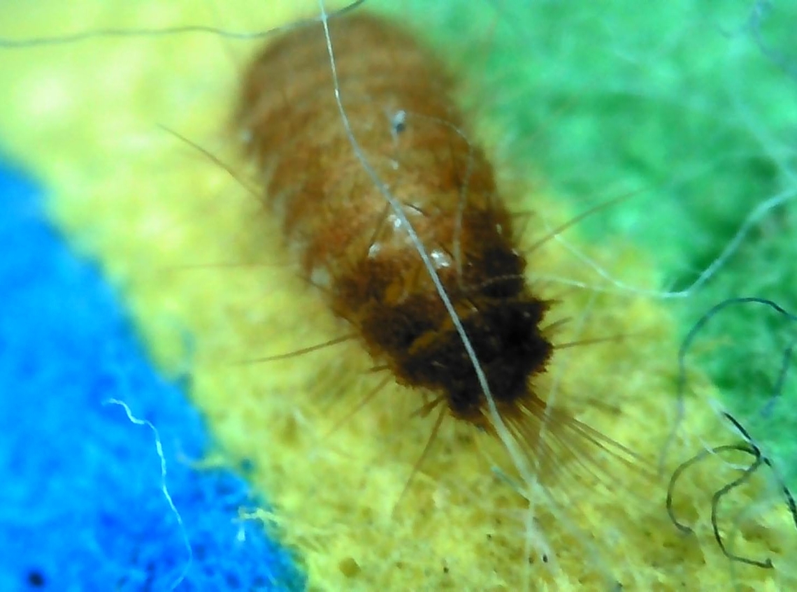 varied carpet beetle larva  Anthrenus verbasci,Dermestidae,Geotagged,Summer,United States,Varied carpet beetle,varied carpet beetle,varied carpet beetle larva