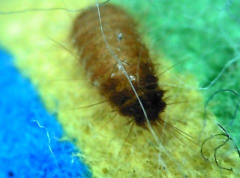 varied carpet beetle larva  Anthrenus verbasci,Dermestidae,Geotagged,Summer,United States,Varied carpet beetle,varied carpet beetle,varied carpet beetle larva