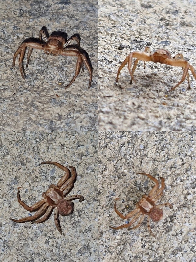 Xysticus locuples We have two species in California: Xysticus californicus, and Xysticus locuples. This looked a little big. It might be a female since it was lighter in color. The California kind also has variety of colors. Xysticus locuples tends not to. Geotagged,Thomisidae,United States,Xysticus locuples,crab spider