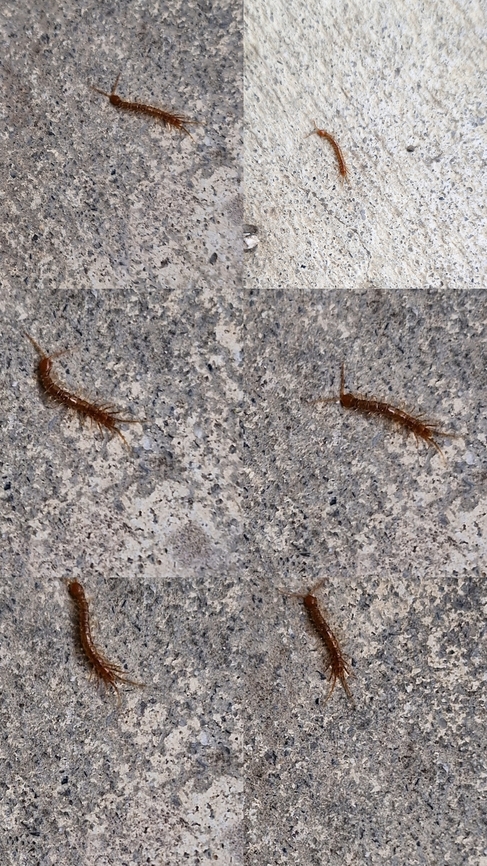 Lithobius forficatus  Garden Centipede,Geotagged,Lithobius forficatus,United States,brown centipede