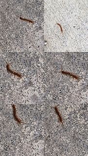 Lithobius forficatus  Garden Centipede,Geotagged,Lithobius forficatus,United States,brown centipede