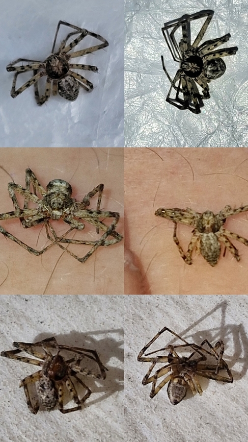 California running crab spider It was already dying when I found him. California running crab spider,Geotagged,Philodromus californicus,United States,running crab spider,spider