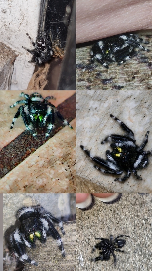 Grumpy grandpa I saw this spider a week ago but evaded me before I could get a picture.  Then I find him in the corner of the inside of the door  Bold Jumping Spider,Geotagged,Phidippus audax,United States,bold jumping spider,jumping spider,spider