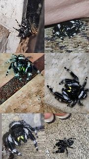 Grumpy grandpa I saw this spider a week ago but evaded me before I could get a picture.  Then I find him in the corner of the inside of the door  Bold Jumping Spider,Geotagged,Phidippus audax,United States,bold jumping spider,jumping spider,spider