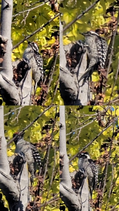 Woody woodpecker  Dryobates nuttallii,Geotagged,Male,Nuttall's Woodpecker,Nuttalls woodpecker,United States,woodpecker