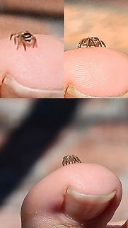 Jumping spider on my toe I had a cat on my lap and focus issues. It could be a Habronattus festus. Geotagged,Habronattus festus,Salticidae,United States,jumping