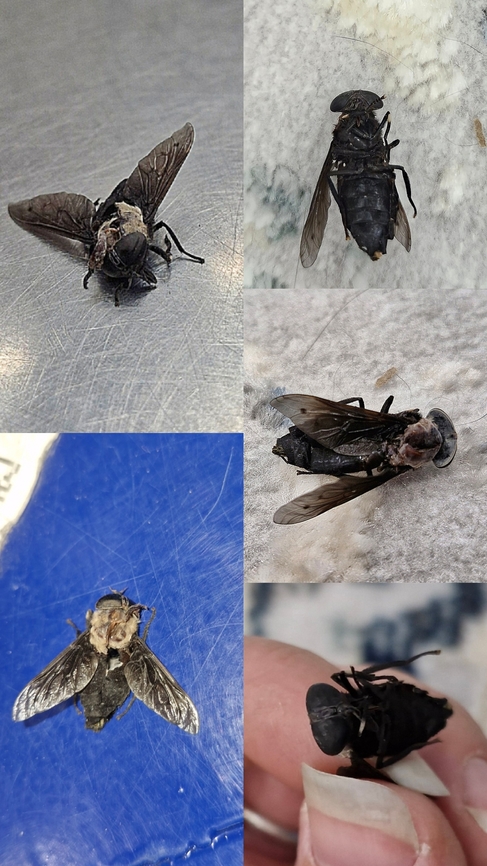 Western horse fly Found at work.  Not sure who attacked it.  Geotagged,Horse Fly,Tabanidae,Tabanus punctifer,United States,Western horse fly,diptera,male