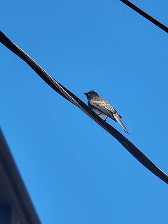 Black phoebe  Black phoebe,Geotagged,Sayornis nigricans,United States,black phoebe,fly catcher