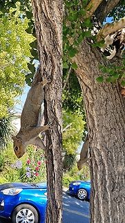 Poor Stubby My strays chased her. She cursed out one of the cats. Eastern gray squirrel,Geotagged,Sciurus carolinensis,United States,squirrel
