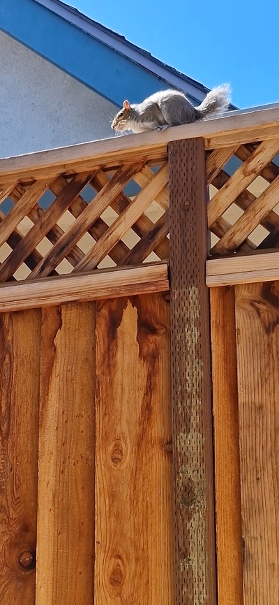 This why I call her Stubby  Eastern gray squirrel,Geotagged,Sciurus carolinensis,Summer,United States,rodent,squirrel