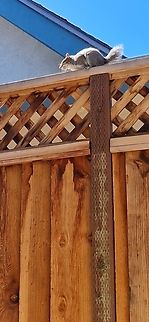 This why I call her Stubby  Eastern gray squirrel,Geotagged,Sciurus carolinensis,Summer,United States,rodent,squirrel