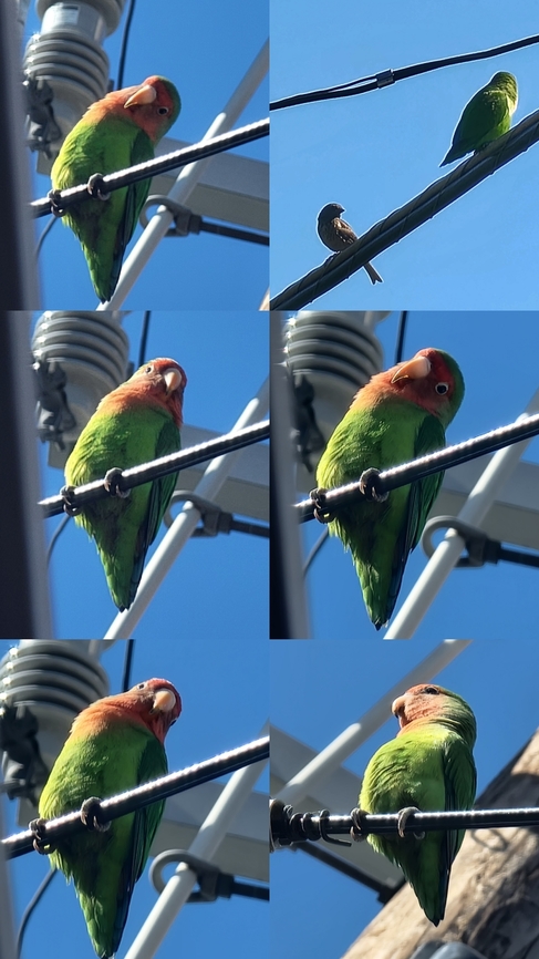 Someone's lost bird This little thing was trying to connect to any bird in came across.  Including the sparrow. I&#039;m not sure of it&#039;s a song sparrow.  Agapornis roseicollis,Geotagged,Rosy-faced Lovebird,Rosy-faced lovebird,United States,birds,parrot,sparrow