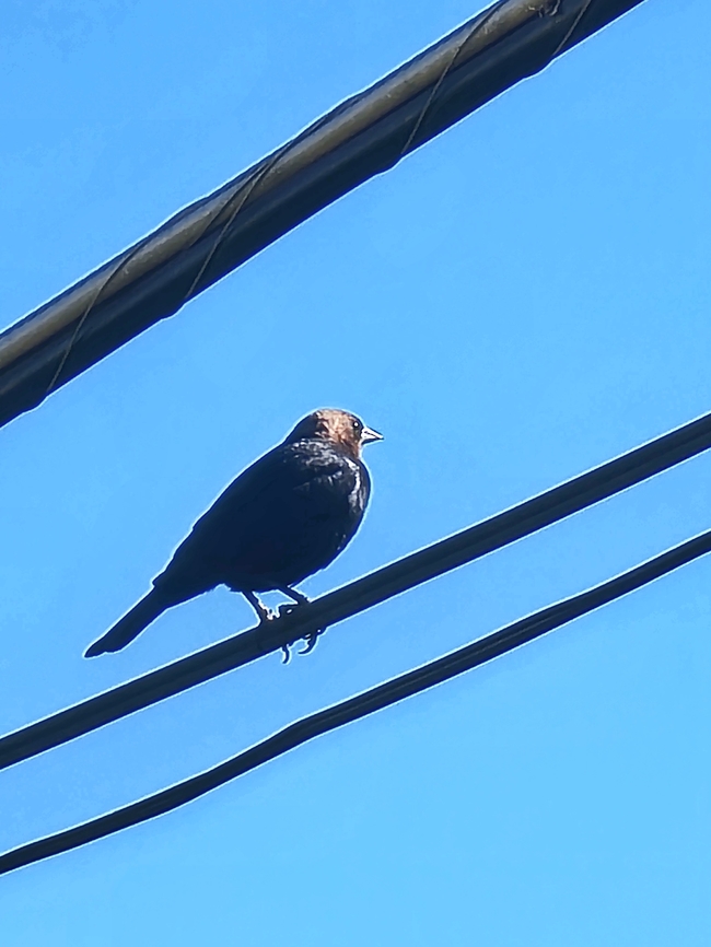 Brown-headed Cowbird Saw him when I was taking pictures of the parrot.  Brown-headed Cowbird,Geotagged,Molothrus ater,Summer,United States,male