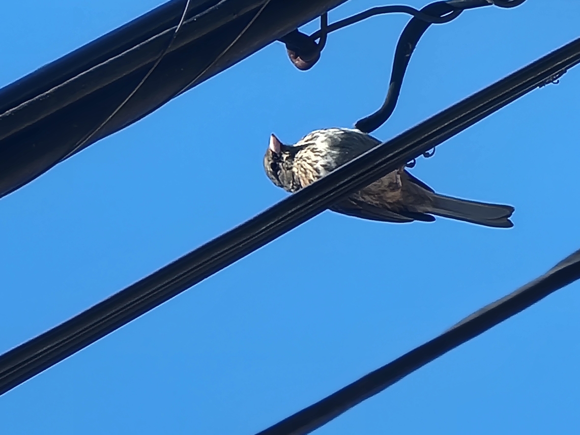 Junco hyemalis juvenile  Dark-eyed Junco,Dark-eyed junco,Geotagged,Junco hyemalis,Summer,United States,juvenile