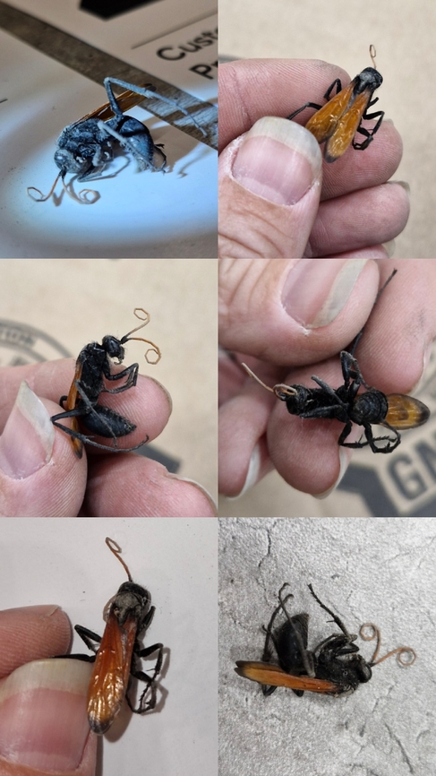 Milde's tarantula hawk wasp I had to visit another store 41 miles away and found this. Geotagged,Milde's Tarantula-hawk Wasp,Pepsis mildei,United States,Wasp,female,spider wasp