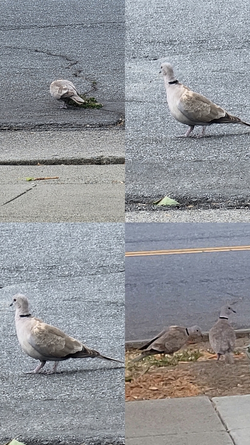 Eurasian Collared-Dove Cat was watching them. First time I&#039;ve seen one. Eurasian Collared Dove,Geotagged,Streptopelia decaocto,United States