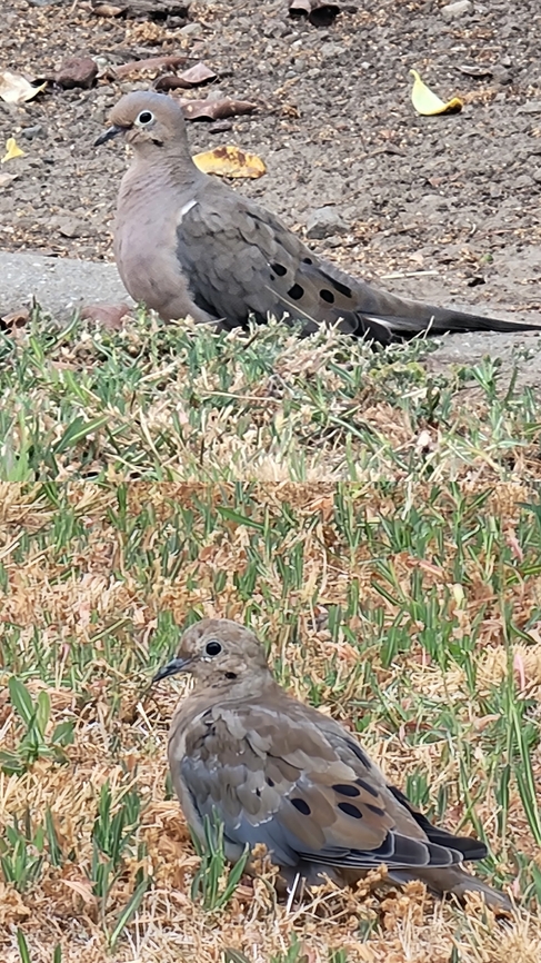 Parent and fledgling  Geotagged,Mourning Dove,Mourning dove,United States,Zenaida macroura,doves,fledgling