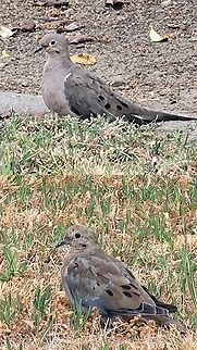 Parent and fledgling  Geotagged,Mourning Dove,Mourning dove,United States,Zenaida macroura,doves,fledgling