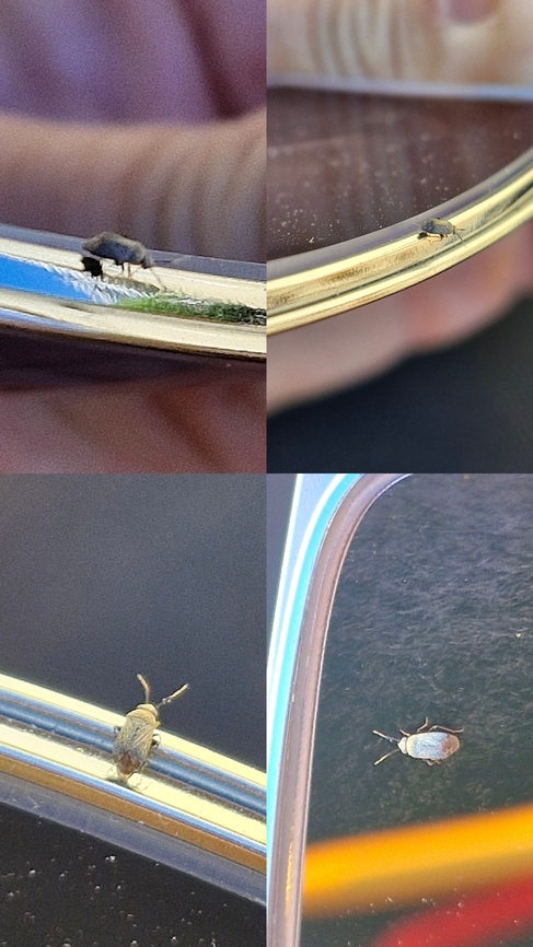 Contemplating life on my glasses. AI Google thought it was a bed bug, stink bug, and a roach. Geotagged,United States,plant bug