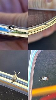 Contemplating life on my glasses. AI Google thought it was a bed bug, stink bug, and a roach. Geotagged,United States,plant bug