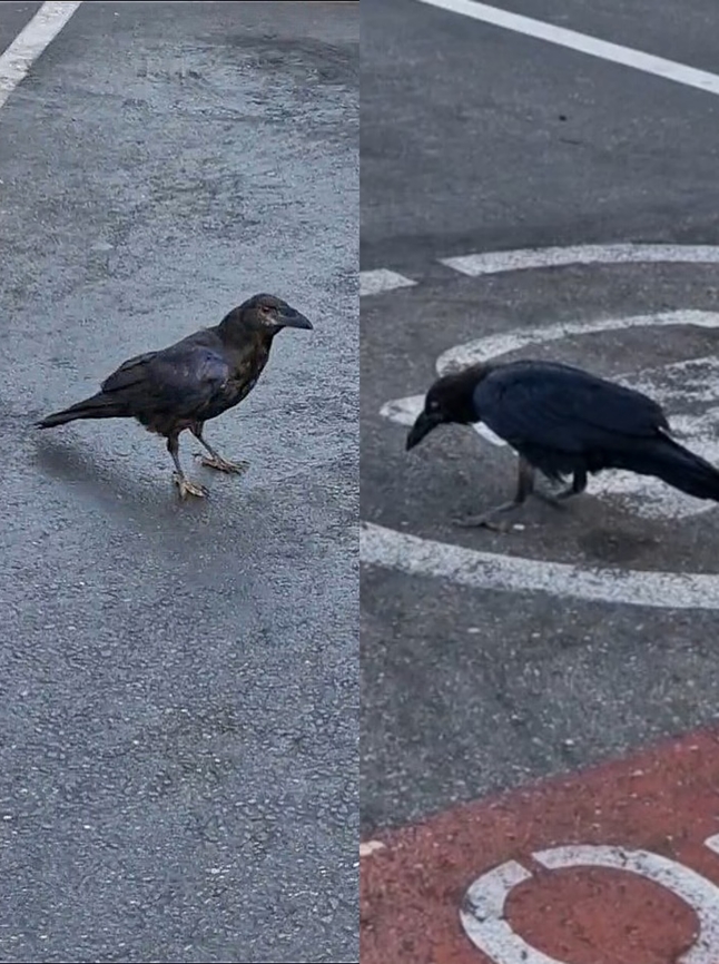 Mating pair I think the male is on the right. Common Raven,Corvus corax,Geotagged,United States