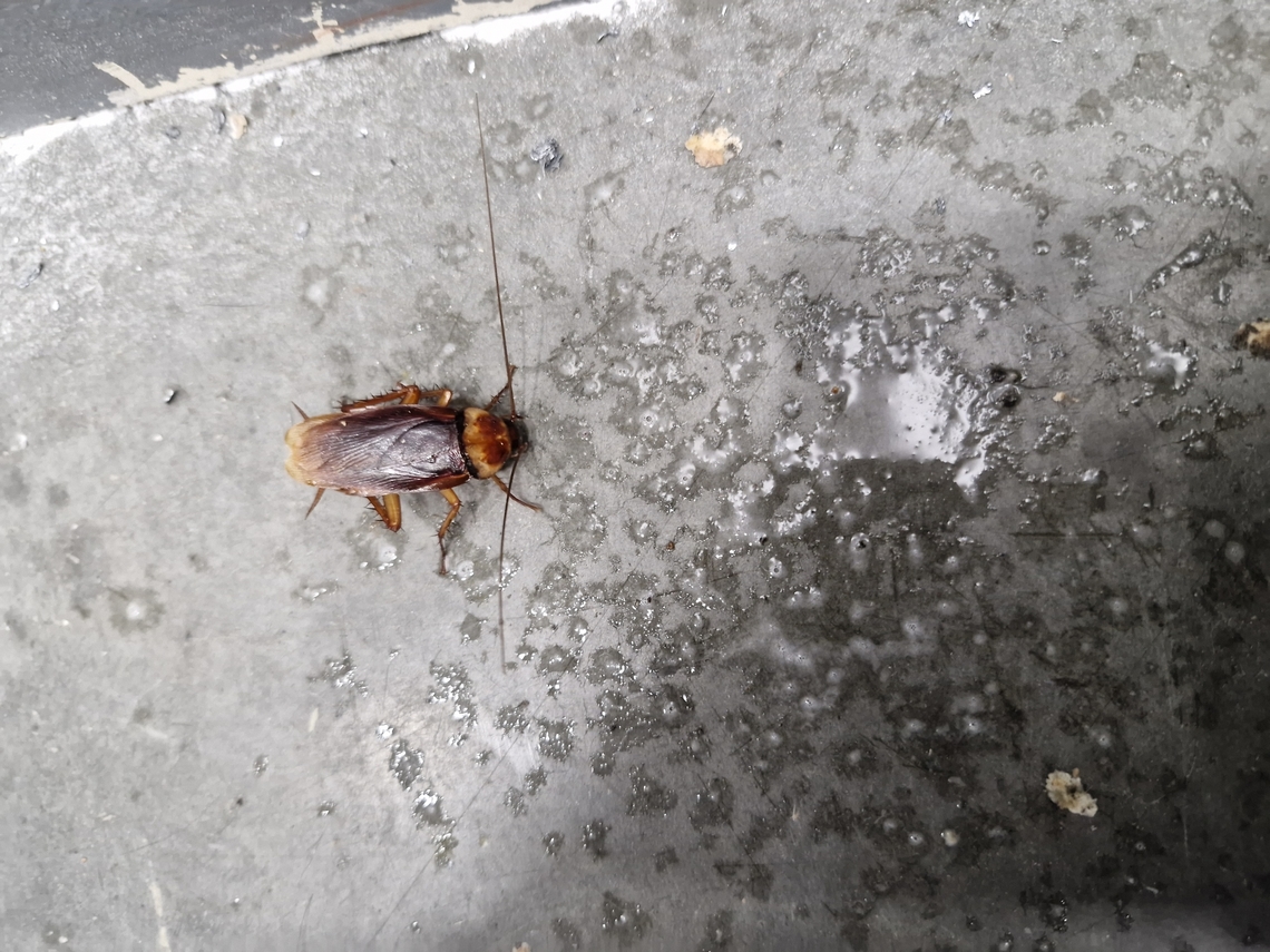 Organic cat toy drinking febreeze Was later entertainment for such cat. She doesn&#039;t eat them. Most cats find them repulsive.  American cockroach,Geotagged,Periplaneta americana,Summer,United States,male