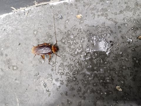 Organic cat toy drinking febreeze Was later entertainment for such cat. She doesn't eat them. Most cats find them repulsive.  American cockroach,Geotagged,Periplaneta americana,Summer,United States,male