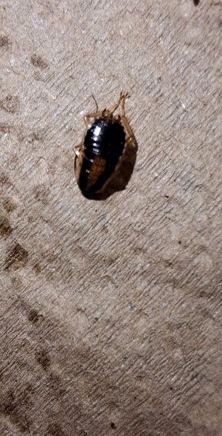 German cockroach  Blattella germanica,Geotagged,German cockroach,Summer,United States,german cockroach