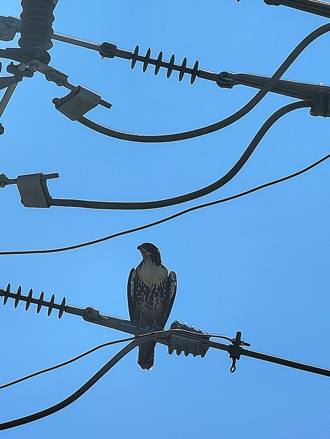 Why I kept hearing another bird chirping I assumed there was a woodpecker and I couldn&#039;t see anything from my room. So I went to the backyard.  That&#039;s why the call. I didn&#039;t see the woodpecker until it flew away. Buteo jamaicensis,Geotagged,Red-tailed Hawk,Summer,United States
