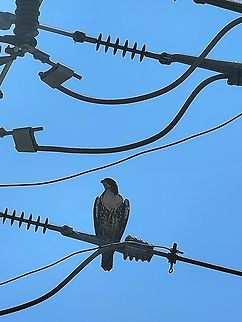 Why I kept hearing another bird chirping I assumed there was a woodpecker and I couldn't see anything from my room. So I went to the backyard.  That's why the call. I didn't see the woodpecker until it flew away. Buteo jamaicensis,Geotagged,Red-tailed Hawk,Summer,United States