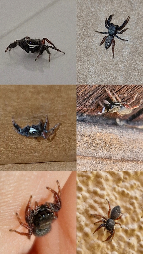Different guy,same species One was at work 2 days ago. Saw this one this morning.  The body was the same. The face marking were different.  Geotagged,Metacyrba taeniola,Ribbon Jumping Spider,United States,jumping spider