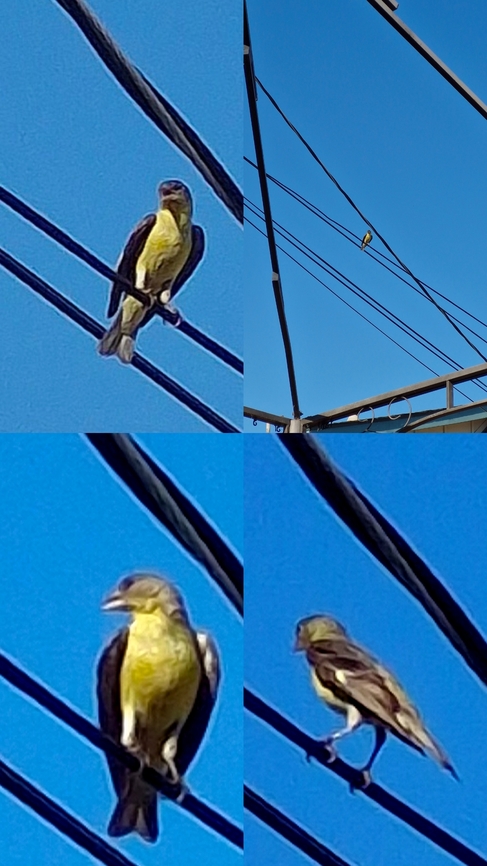 Lesser Goldfinch  Geotagged,Lesser Goldfinch,Spinus psaltria,United States