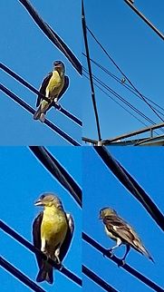 Lesser Goldfinch  Geotagged,Lesser Goldfinch,Spinus psaltria,United States