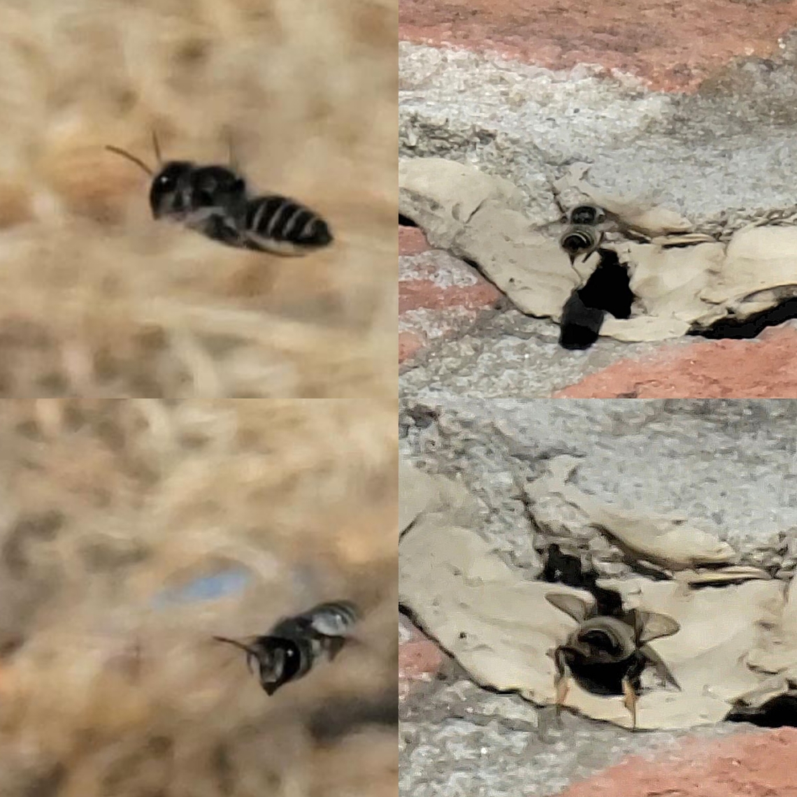 Alfalfa Leafcutter Bee  Alfalfa Leafcutter Bee,Geotagged,Leafcutter Bee,Megachile rotundata,United States