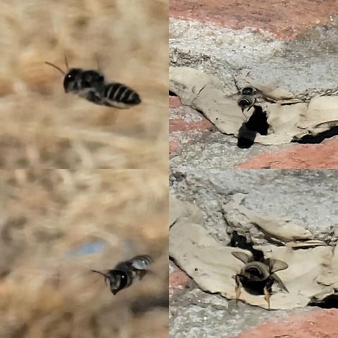 Alfalfa Leafcutter Bee  Alfalfa Leafcutter Bee,Geotagged,Leafcutter Bee,Megachile rotundata,United States