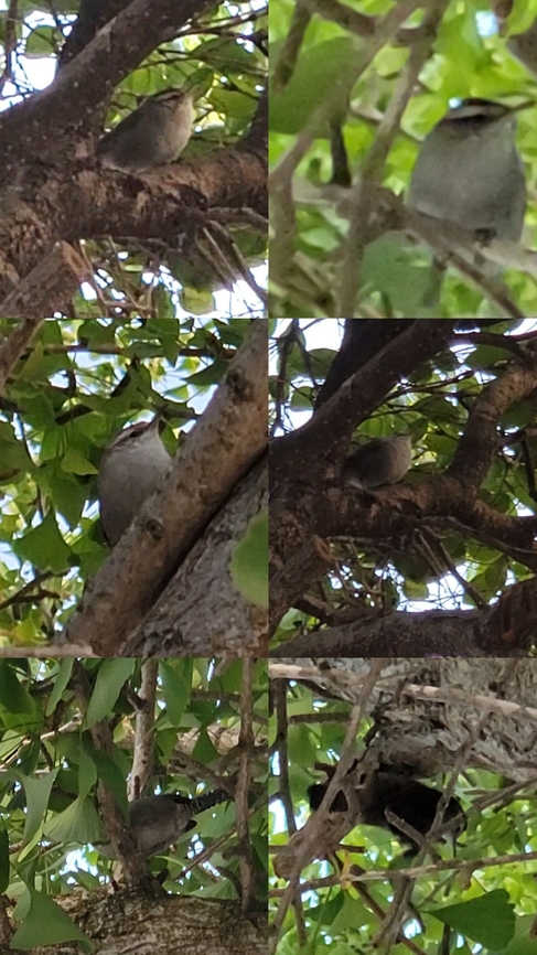 Bewick's Wren  Bewick's Wren,Bewicks wren,Geotagged,Thryomanes bewickii,United States