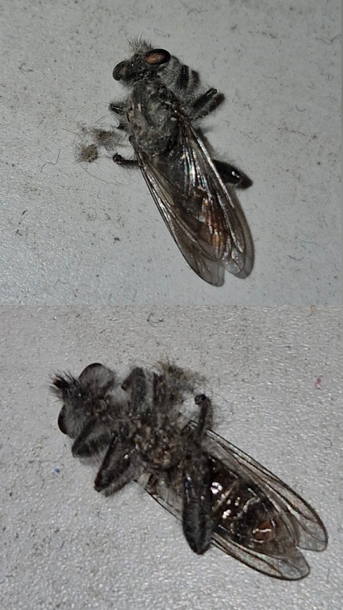 robber fly  Andrenosoma fulvicaudum,Asilidae,Assassin Fly,Family Asilidae,Geotagged,United States,robber fly