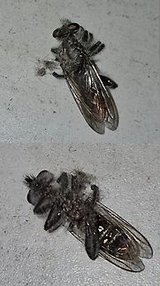 robber fly  Andrenosoma fulvicaudum,Asilidae,Assassin Fly,Family Asilidae,Geotagged,United States,robber fly