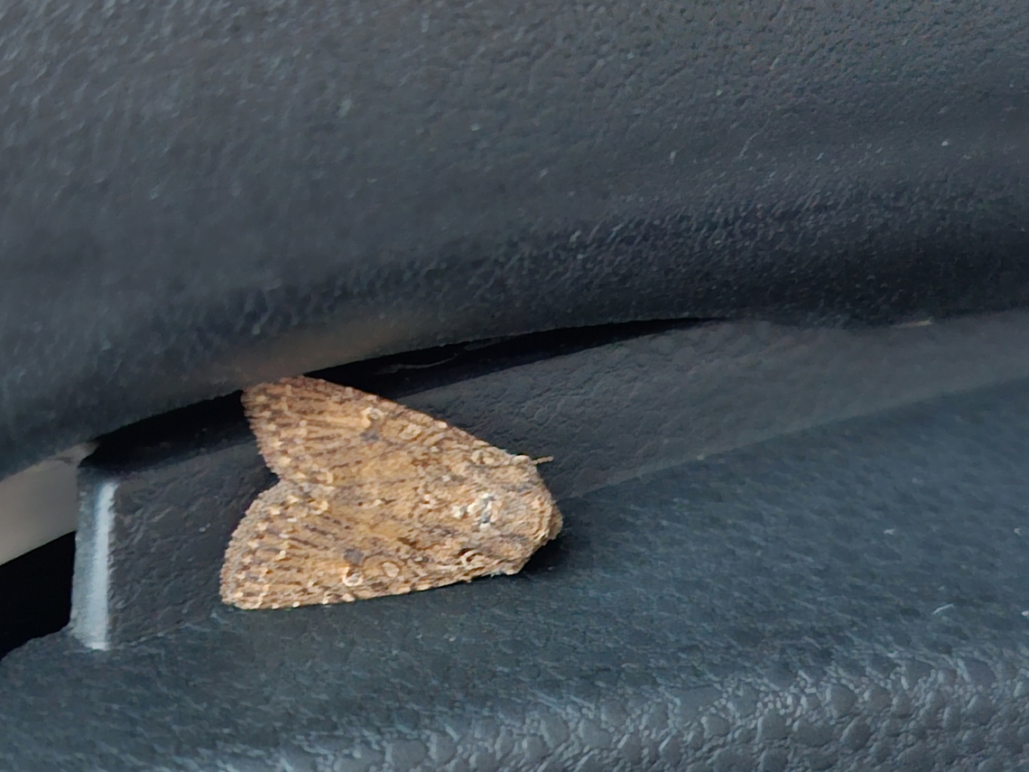 nutmeg moth  Anarta trifolii,Geotagged,Hadula trifolii,Noctuidae,Nutmeg moth,Summer,United States,clover cutworm