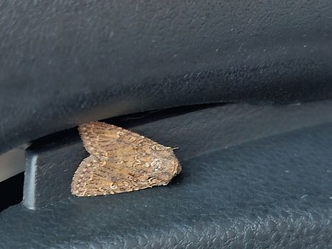 nutmeg moth  Anarta trifolii,Geotagged,Hadula trifolii,Noctuidae,Nutmeg moth,Summer,United States,clover cutworm