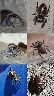 Little friend  Bold Jumping Spider,Geotagged,Phidippus audax,United States,bold jumping spider