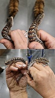 I saved southern alligator lizards life. The cat ate the tail. Elgaria multicarinata,Geotagged,Southern Alligator Lizard,United States,lizard